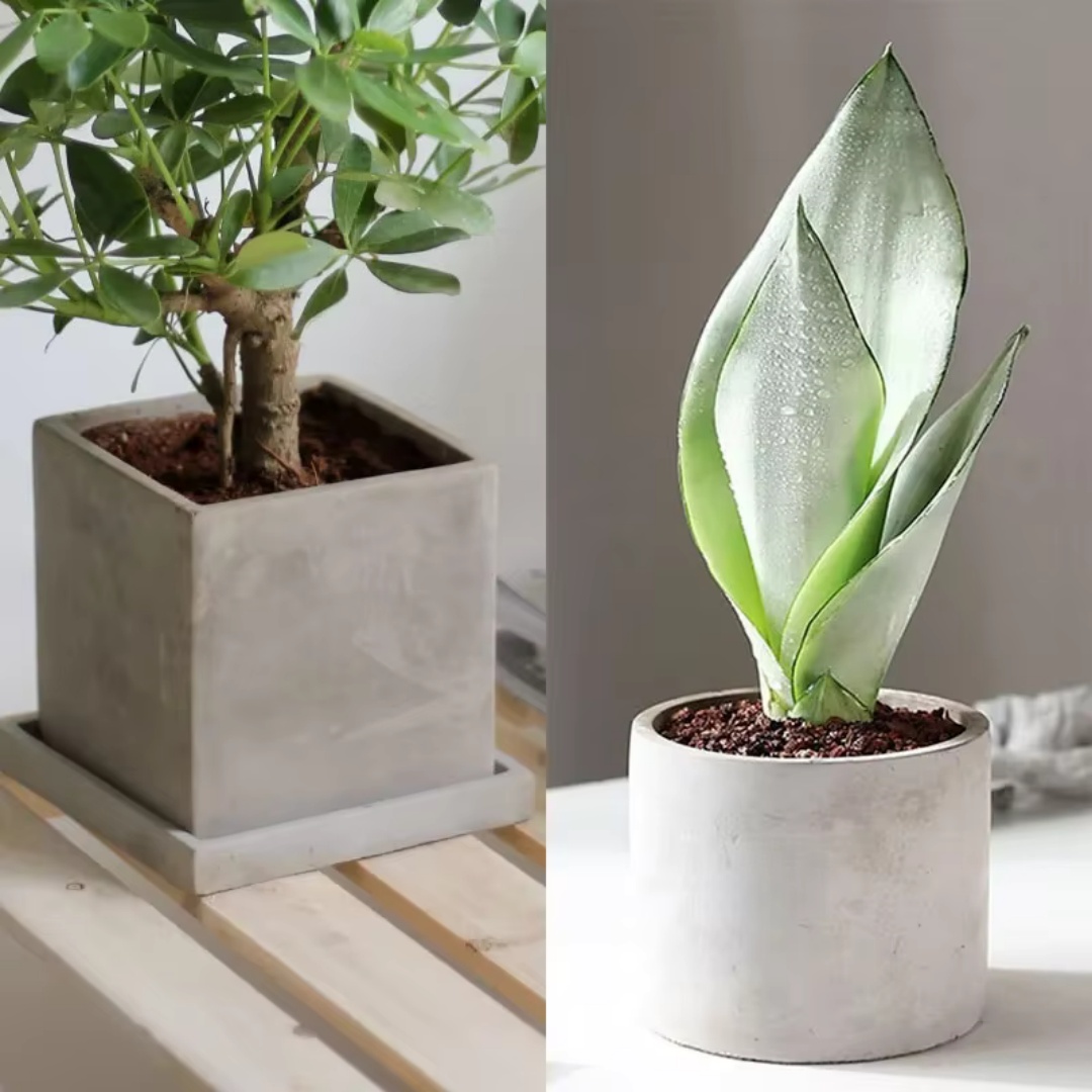 قالب سيليكون كبير الحجم 15 سم  - مراجعة Echeveria Succulent وسعره